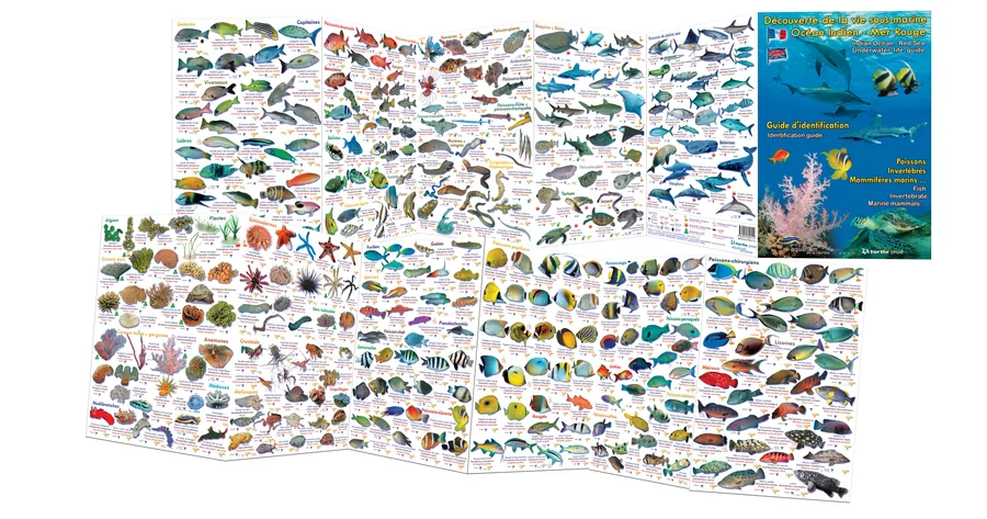 Découverte vie sous-marine Mer Rouge