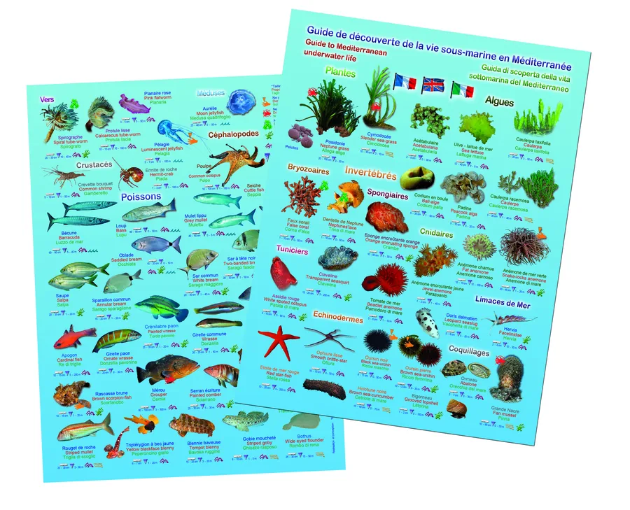 Plaquette découverte vie sous-marine Méditerranée