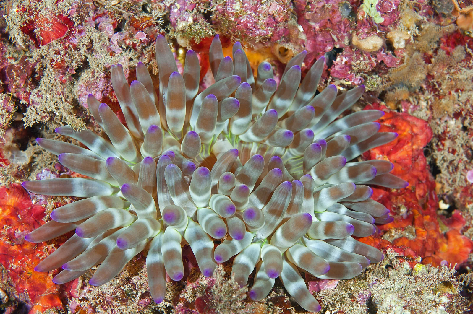 Anémone charnue (Cribrinopsis crassa)