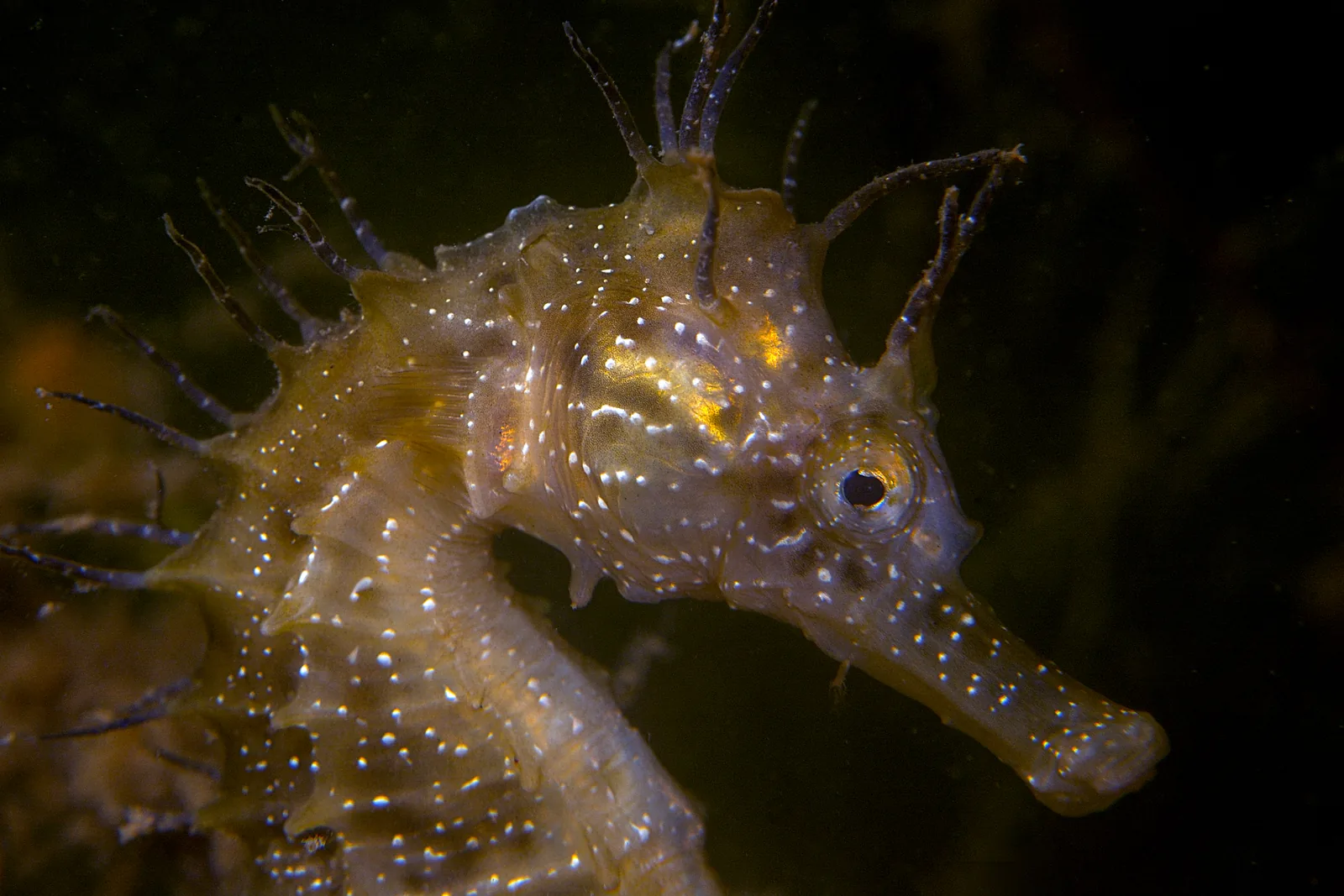 Hippocampe moucheté (Hippocampus guttulatus)