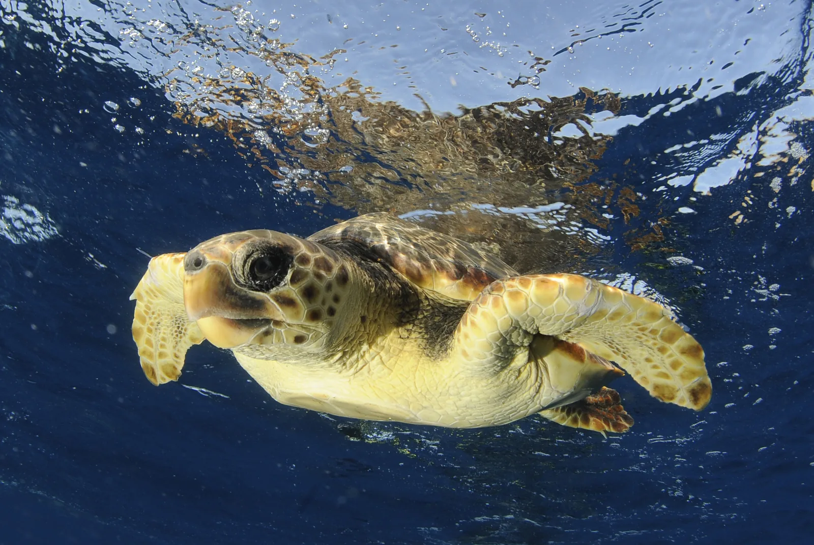 Photo sous-marine par Nicolas Barraqué