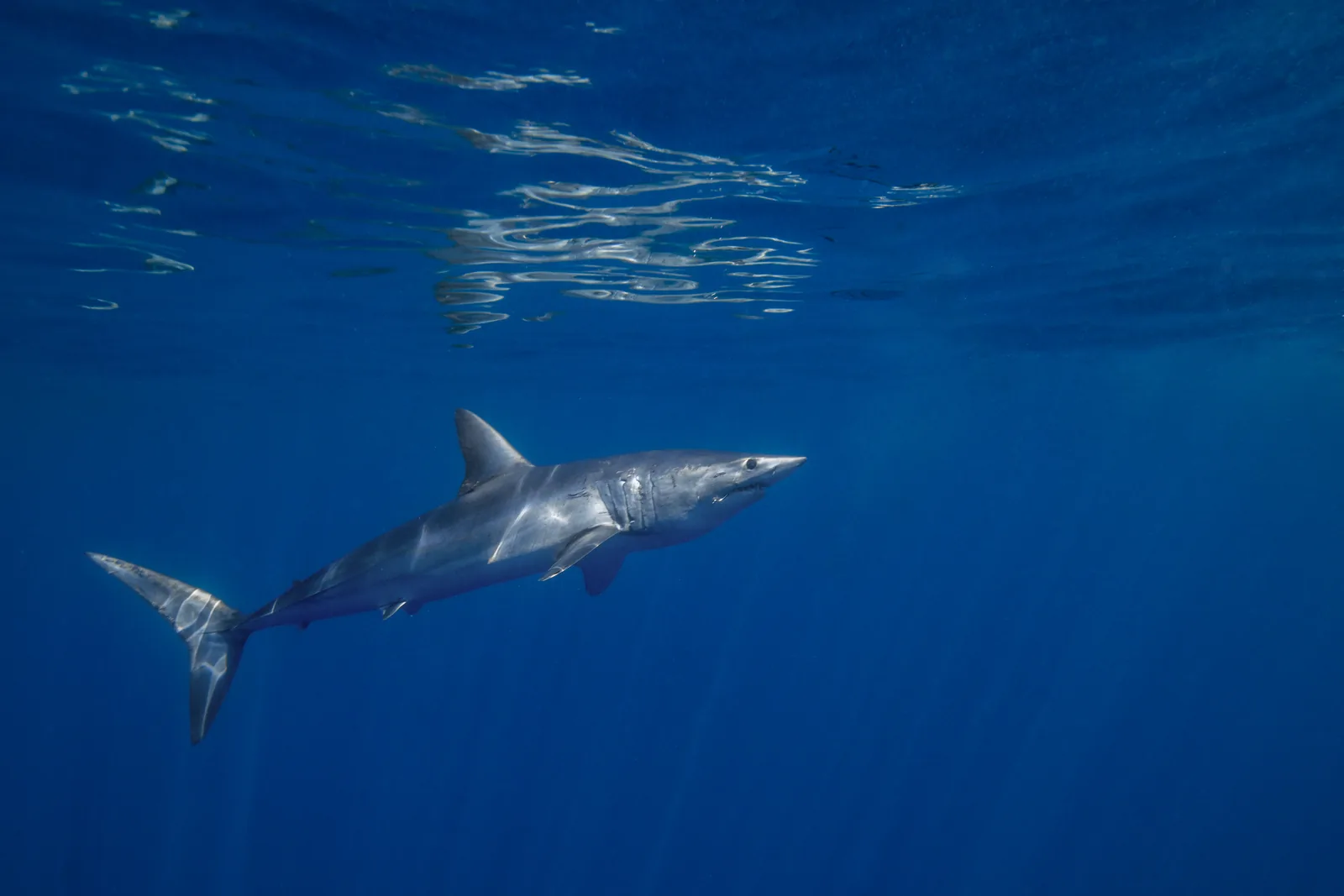 Requin mako (Isurus oxyrinchus)